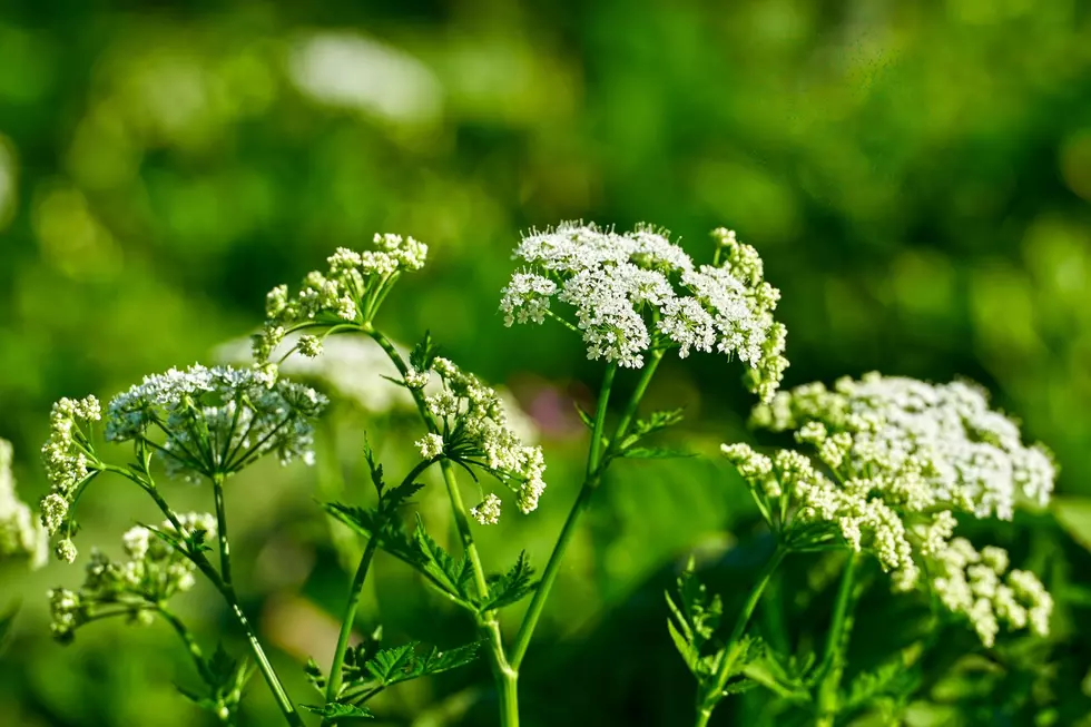 Watch Out For A Deadly Washington Plant Hiding In Your Backyard