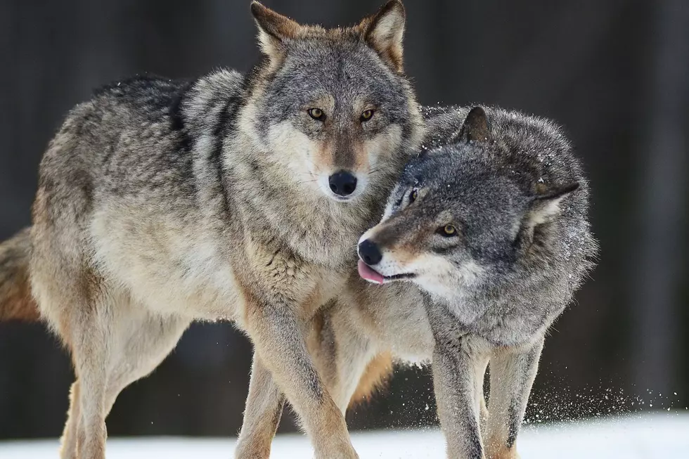 What To Know About Wolf Safety In Washington’s Outdoors