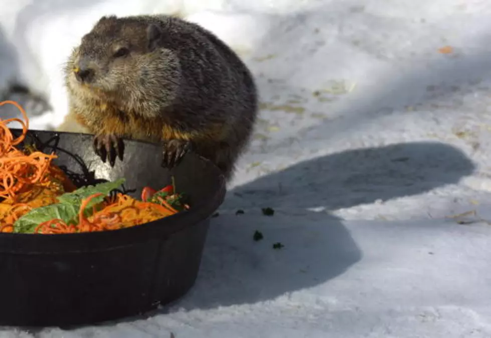 Groundhog Day Is Wednesday; Do You Know Why?
