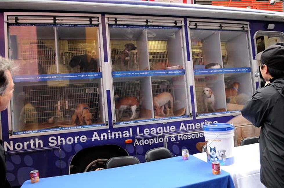 North Shore Animal League teams Up With Abilene Rescue