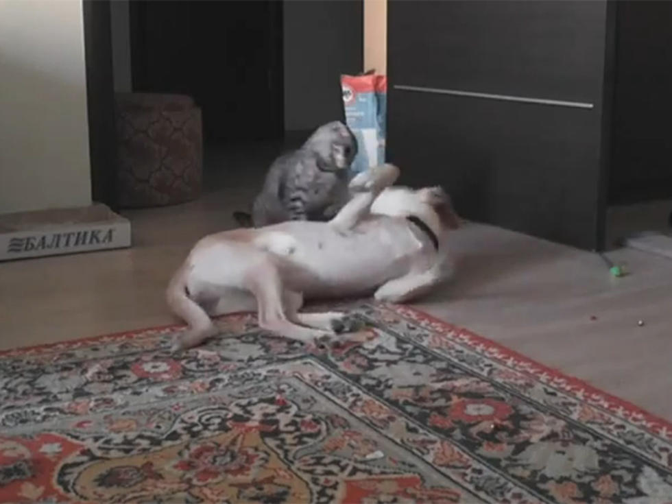 One Cat, One Dog, One Adorable Wrestling Matchup [VIDEO]