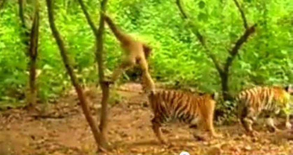 Weekly Viral Videos-Shay’s Top 3-Monkey’s Dancing, Taunting Tigers & Looking In Mirror [VIDEOS]