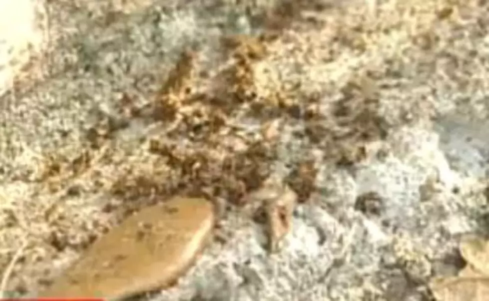The Hairy Crazy Ant Eats Fire Ants: New Threat To Texas, Mississippi, Louisiana and Florida