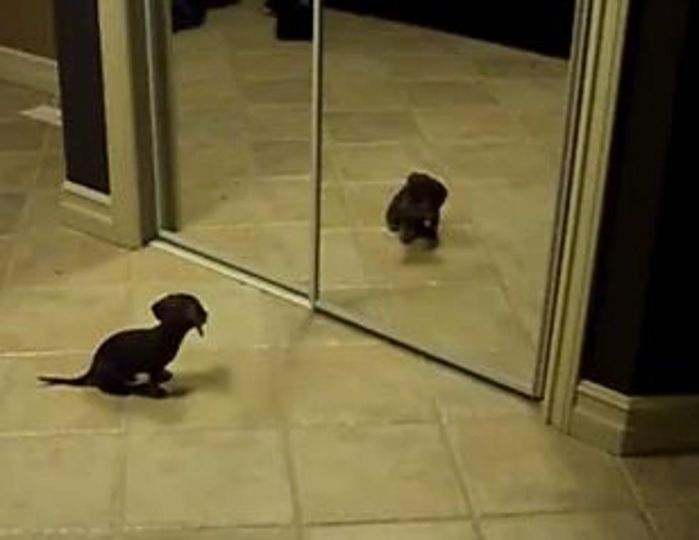 Puppy Vs. Mirror, Baby Bath Time, Invisible Glass Door -Shay’s Top 3 Weekly Viral Videos [VIDEO]