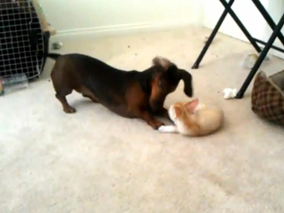 Playful Fennec Fox and Dachshund Should Be the Next Disney Stars [VIDEO]