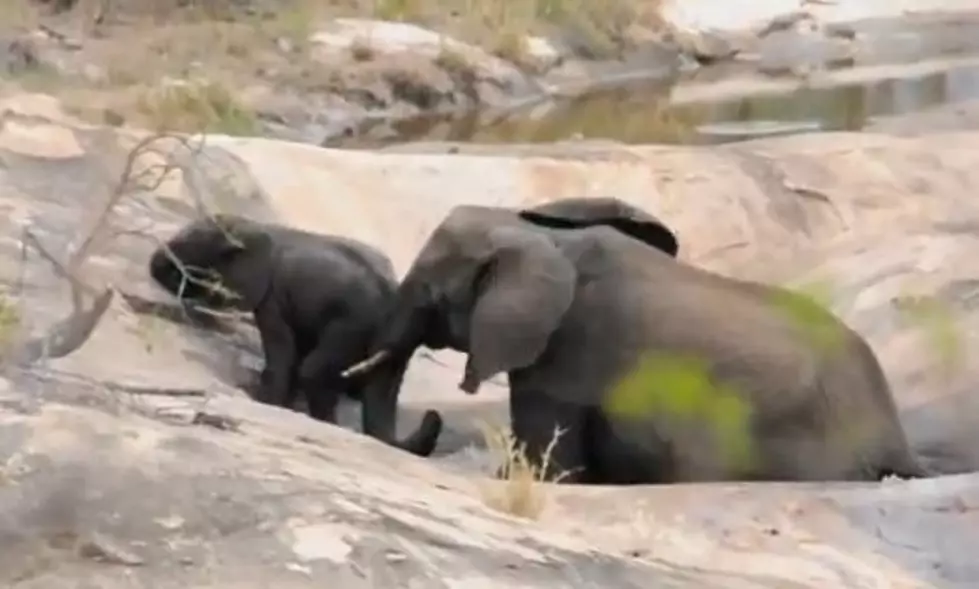 Mama Elephant Saves Her Baby from Water Hole [VIDEO]