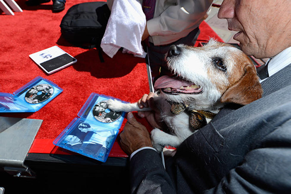 Uggie the Dog Plants His Paws Outside Grauman’s Chinese Theatre