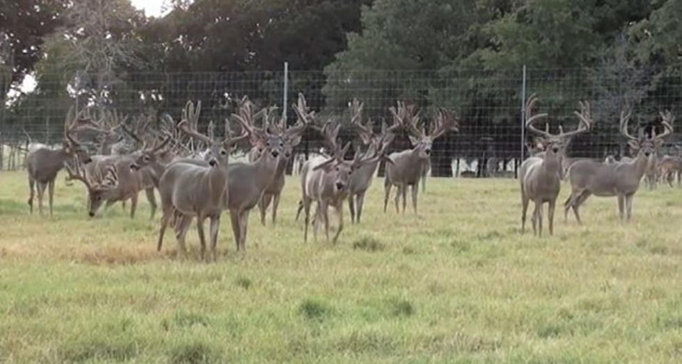 Hunting Texas Whitetail Deer has Become Big Business [VIDEO]