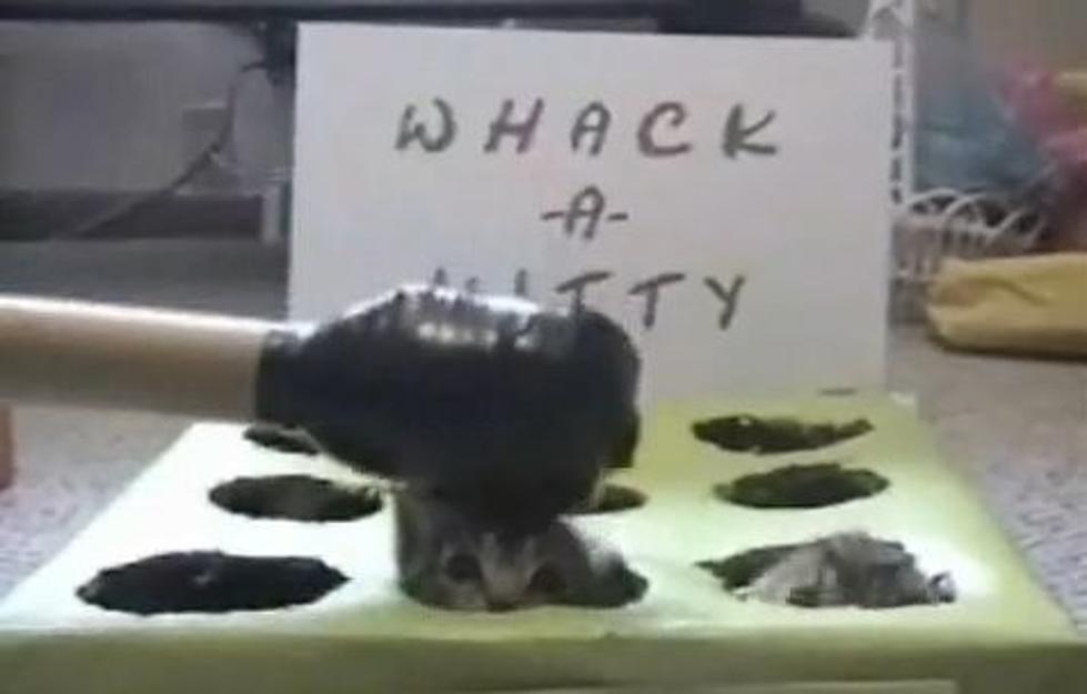 Owner of Kittens Plays “Whack-a-Kitty” With All of Them [VIDEO]
