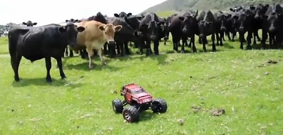 Remote Control Car Used to Round Up Cattle [VIDEO]