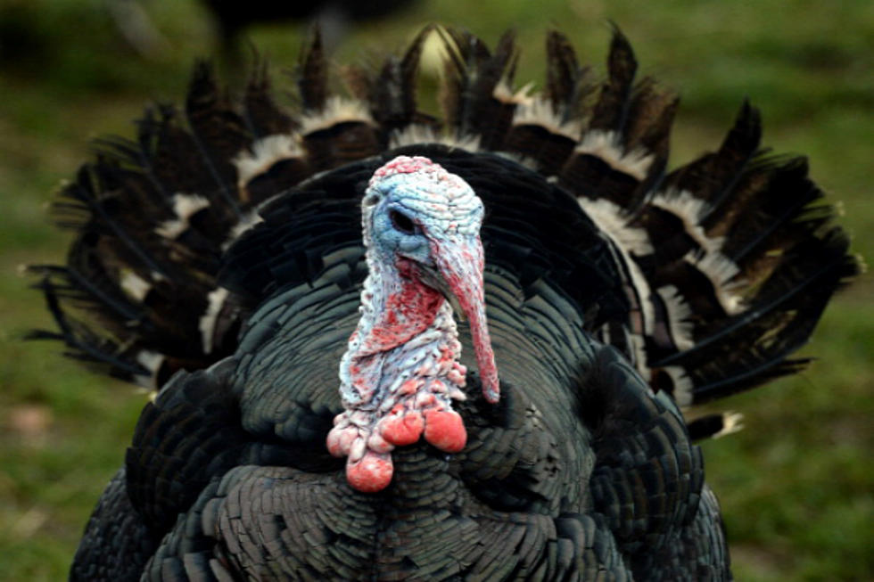 The National Wild Turkey Federation Lists Texas in the “Turkey Hunting’s Top Ten States”