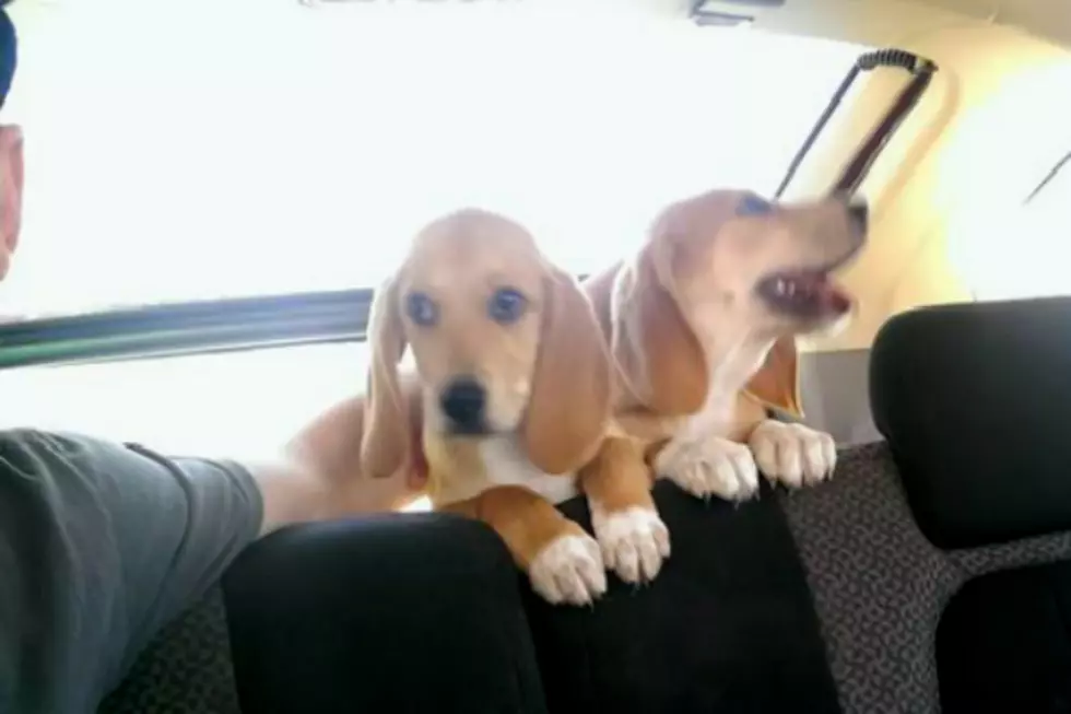 Batman and Robin Are Abilene&#8217;s Most Adorable Basset Hounds – KEAN Critters