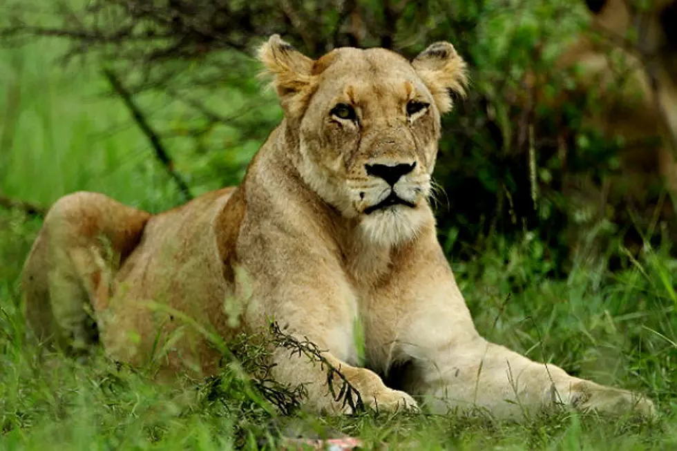 A Lioness That Was Gored by a Buffalo Gets Help &#8211; Caution: Graphic Video