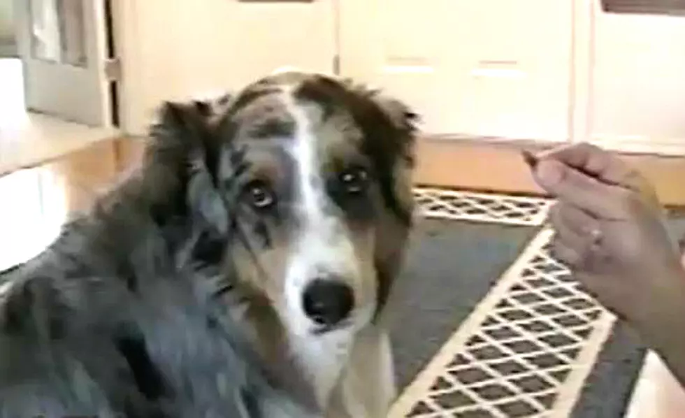 Adorable Dog Refuses to Eat Treats From the Dog Catcher Watch