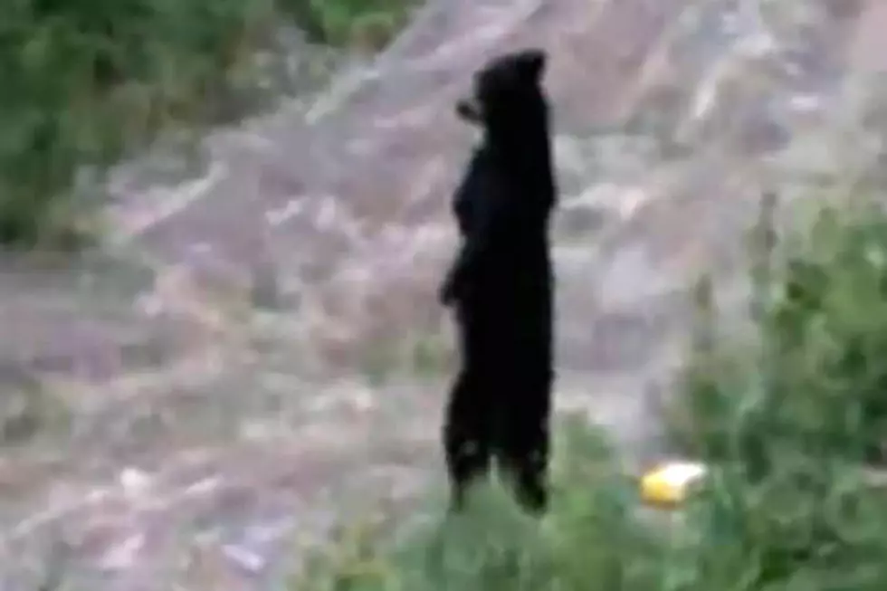 Handicapped Bear Walks Upright Like a Human