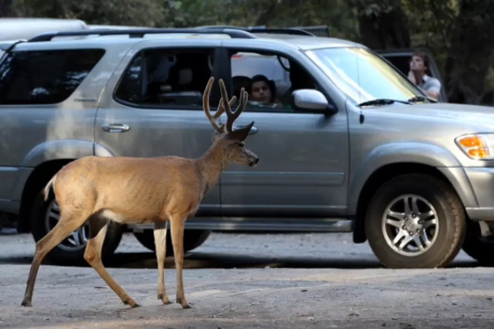 What are the Odds of Hitting a Deer While Driving in Texas
