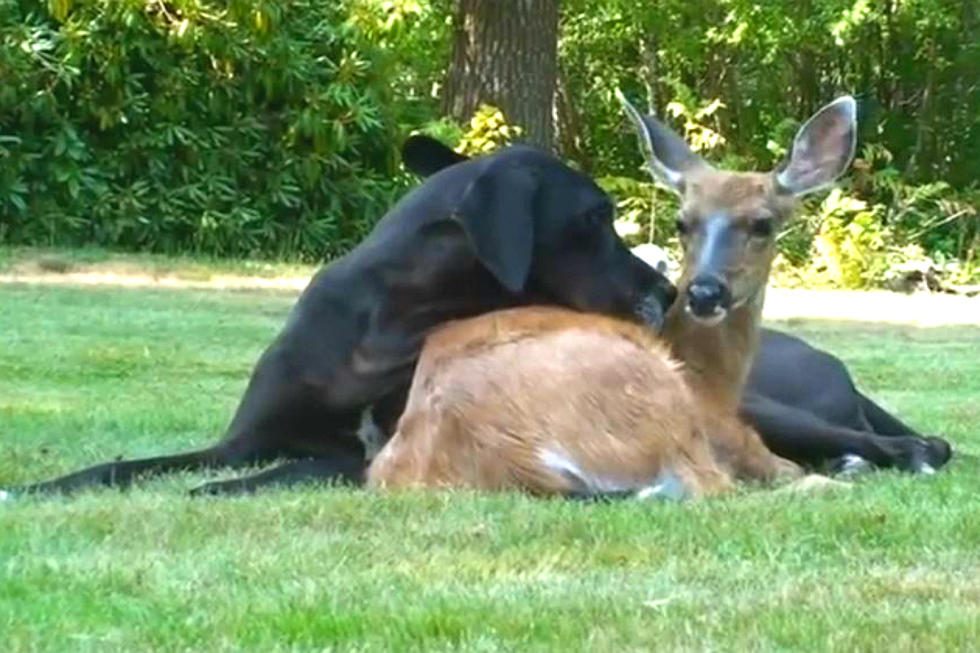 Kate and Pip the Love Story of a Dog that Adopted an Orphan Deer