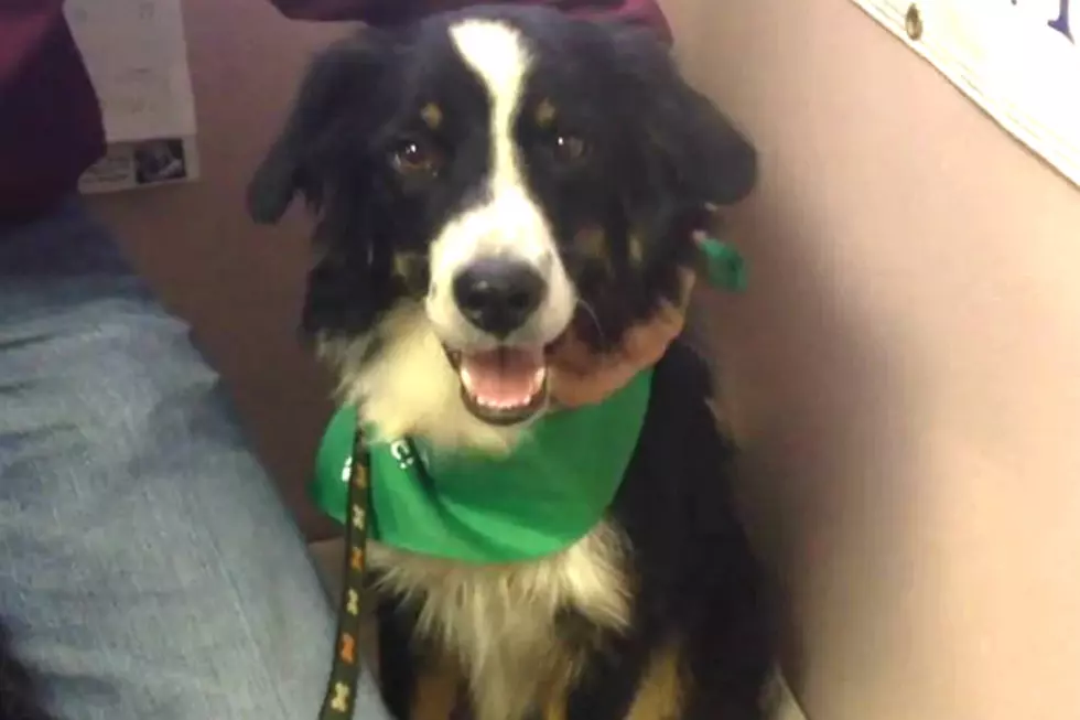 Please Adopt Odie an 8 Month Old Border Collie – KEAN Critters