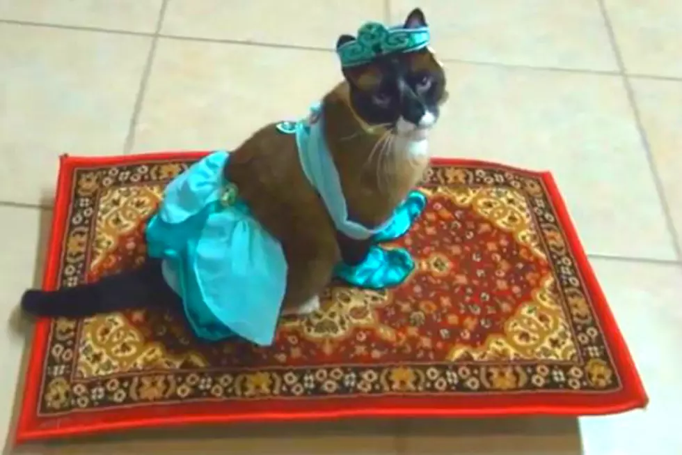 Cat Dressed as Princess Jasmine for Halloween Goes for a Magic Carpet Ride