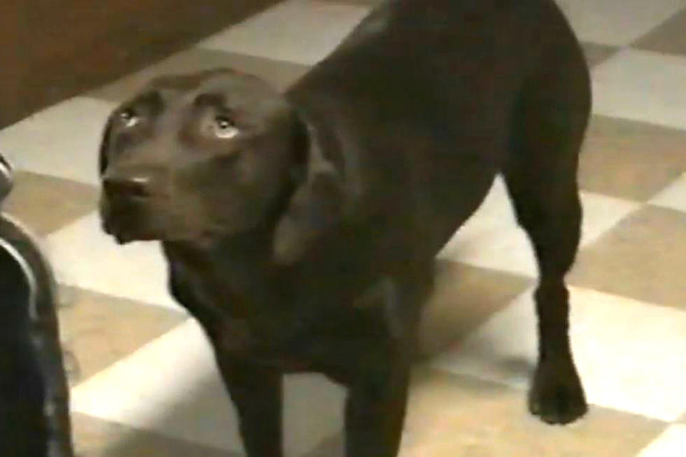 These Guilty Dogs Who Are Now Very Sorry Will Melt Your Heart