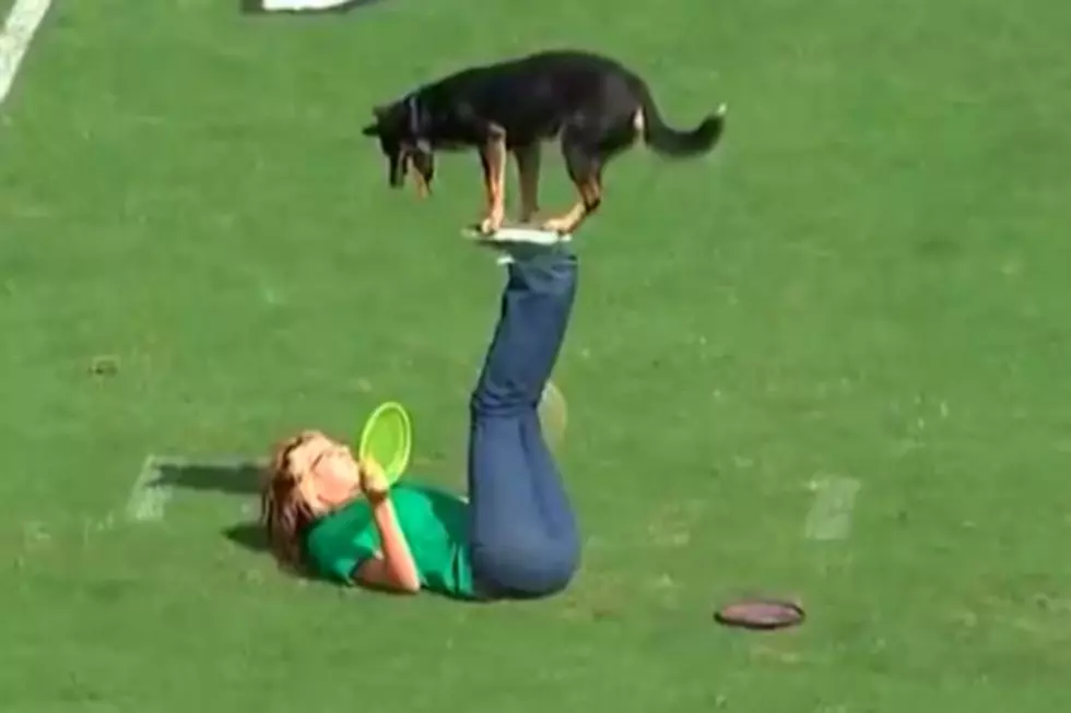 Geronimo the Cow Dog Performs Awesome Tricks During Halftime