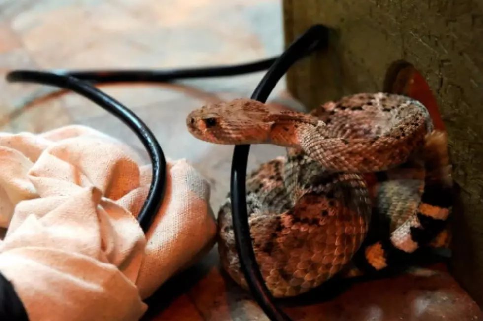 Rattlesnake Safety Tips From the Texas Parks and Wildlife