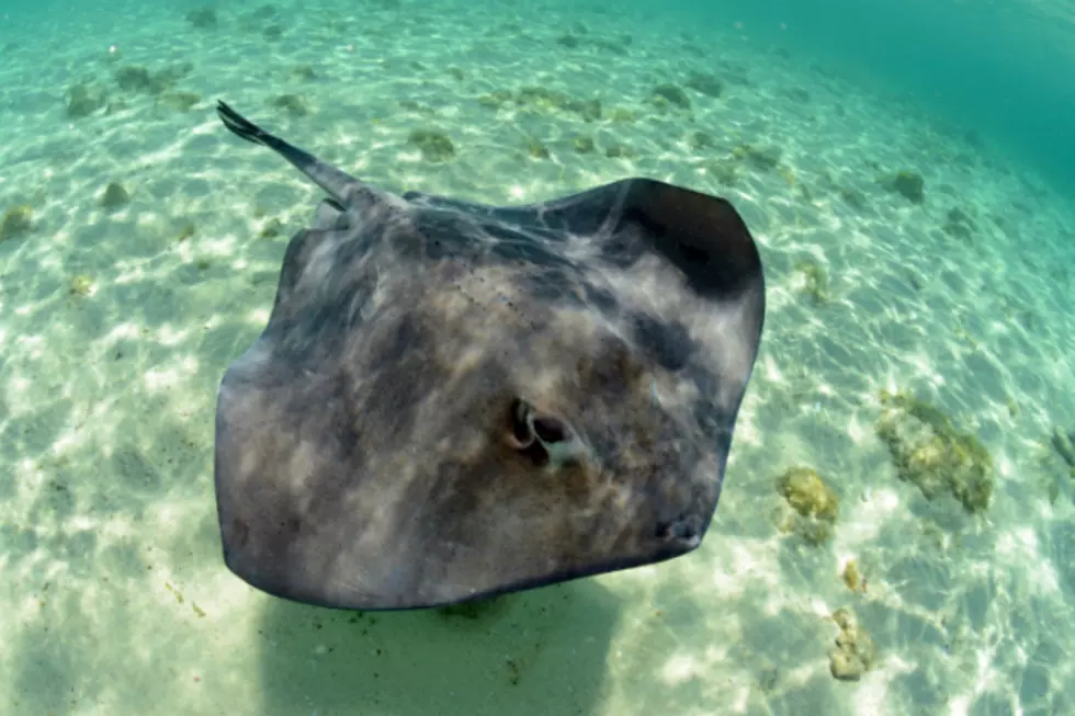 Incredibly Sneaky Stingray Comes on Land to Steal a Fisherman&#8217;s Catch