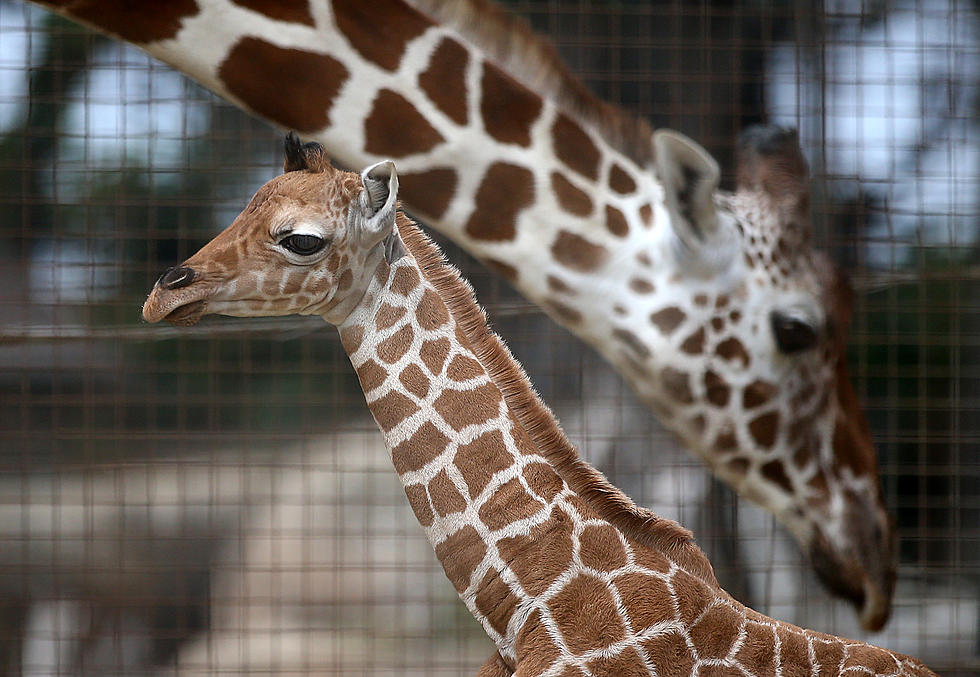Abilene Zoo Celebrates the Grand Opening of the Giraffe Safari