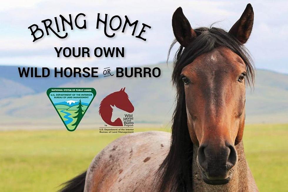 The Wild  Horse and Burro Adoption Sale is Coming to Abilene
