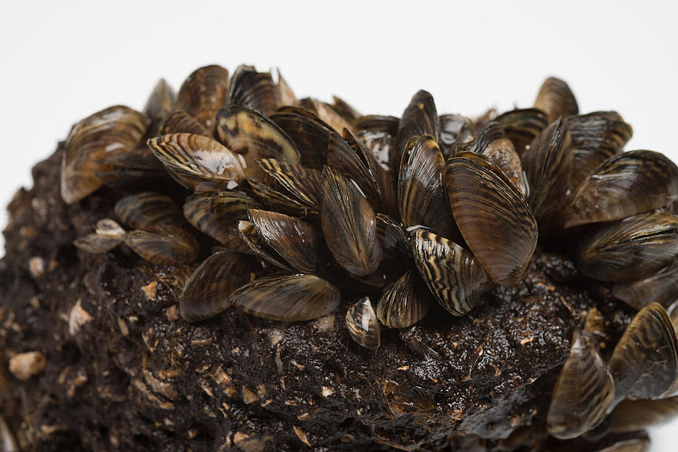 Some West Texas Lakes are Infested with the Invasive Zebra Mussels