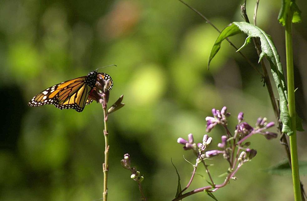 How You Can Help Monarch Butterflies as They Move Through Texas