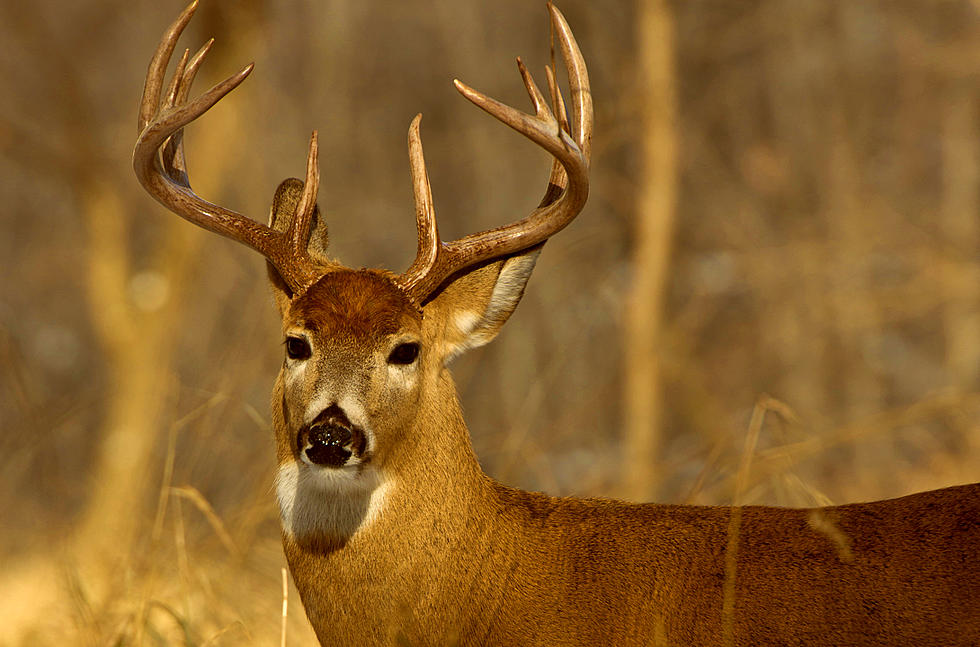 A Special Late Hunting Season Has Been Extended Throughout The Lone Star State