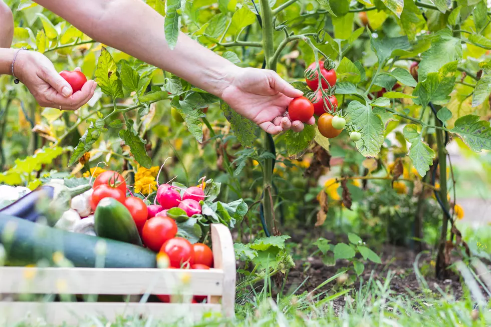 The Taylor County Extension Office Will Help You Become A Better Gardener