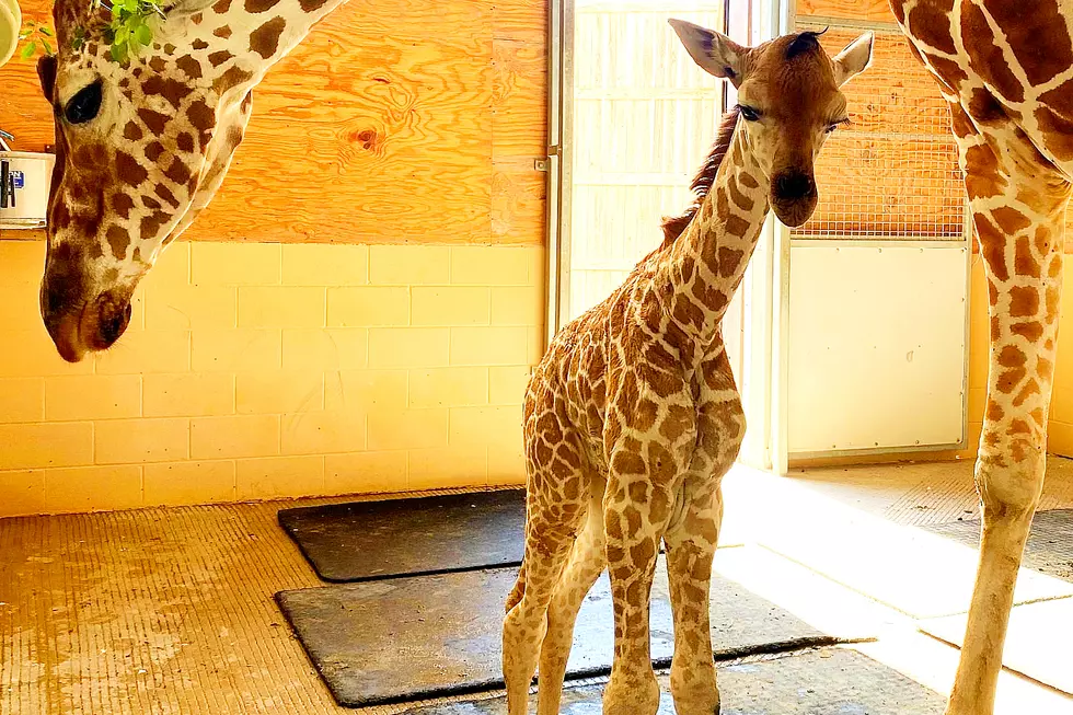 The Abilene Zoo is Elated to Announce the Birth of a New Baby Giraffe