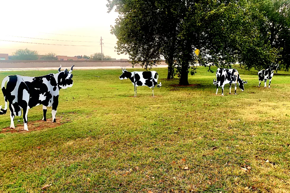 The Story Behind "The Herd" Cow Sculptures Along Winters Freeway