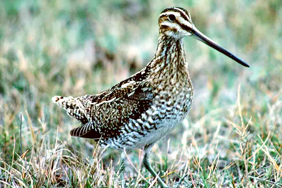 Yes! In Texas Snipe Hunting Is Real and You’ll Need a License