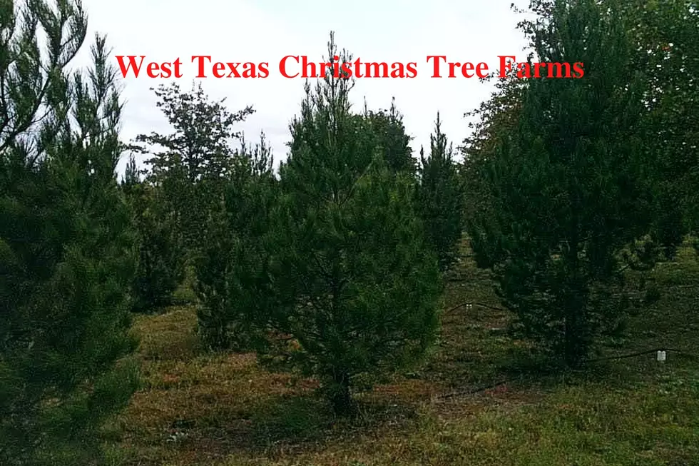 Christmas Trees in Abilene
