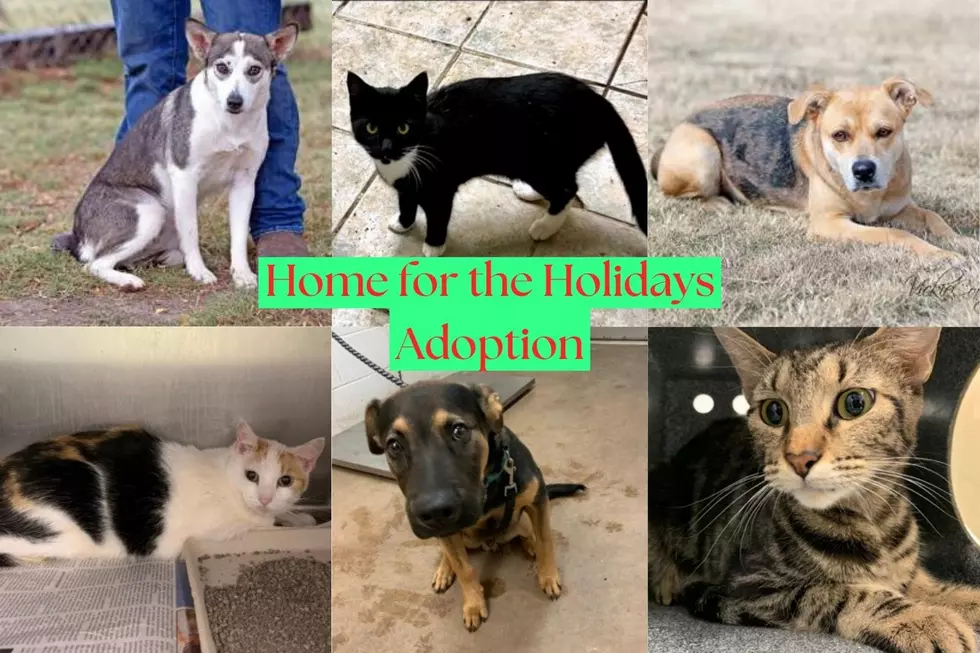 Don’t Miss the Home for the Holidays Sale at the Abilene Animal Shelter