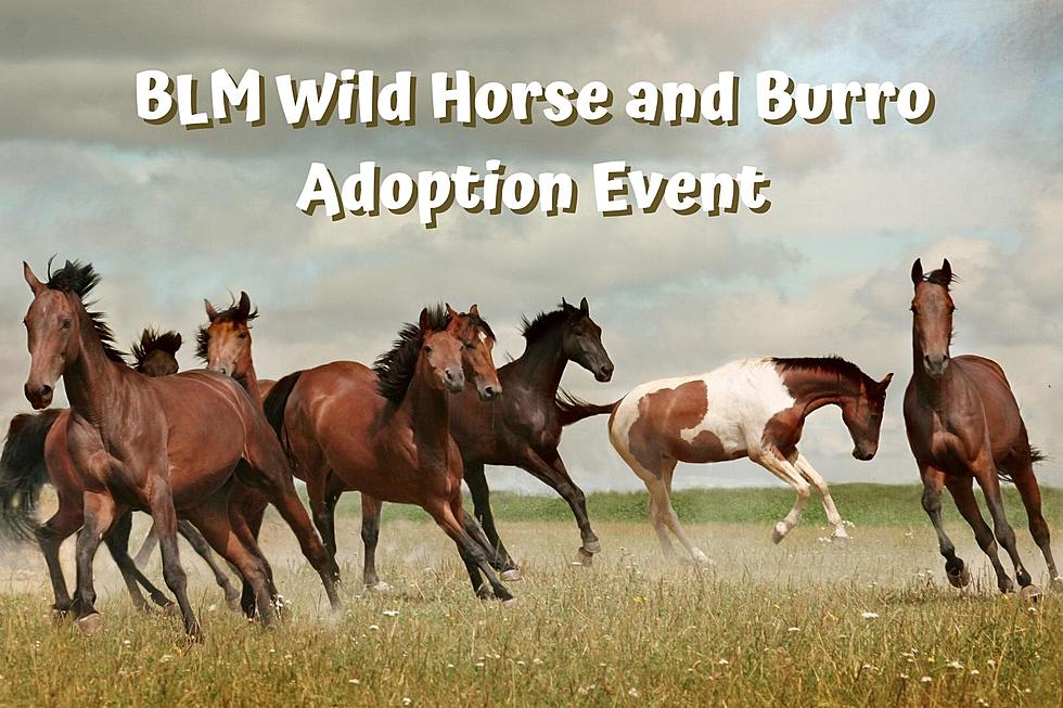Don’t Miss the Awesome BLM Wild Horse and Burro Adoption Event