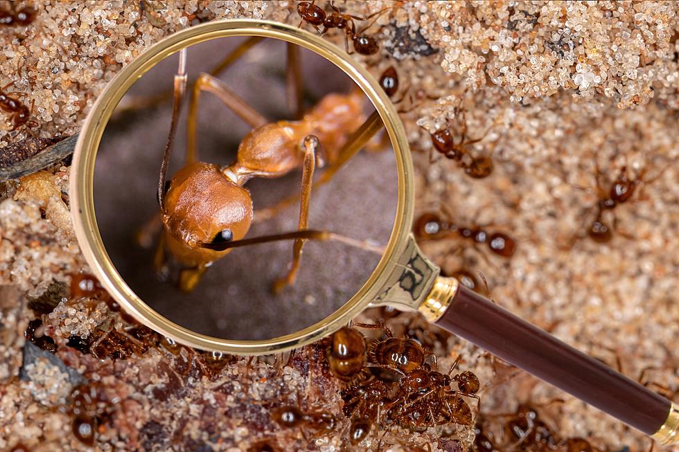 How Do You Get Rid of Fire Ants for Good?