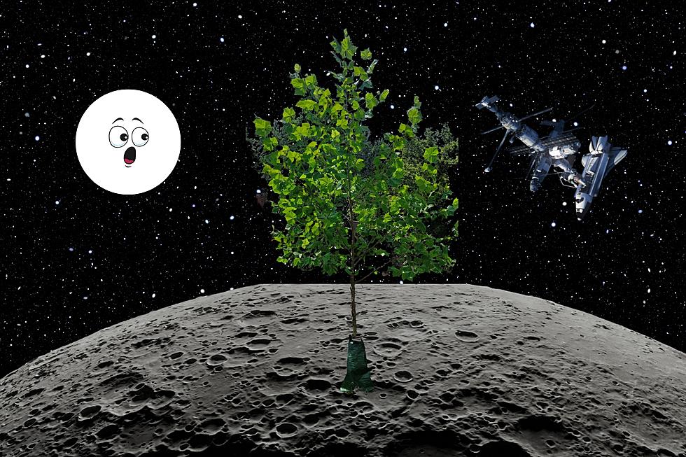 The Truth Behind the Mystery Why a Moon Tree Is Growing in Austin