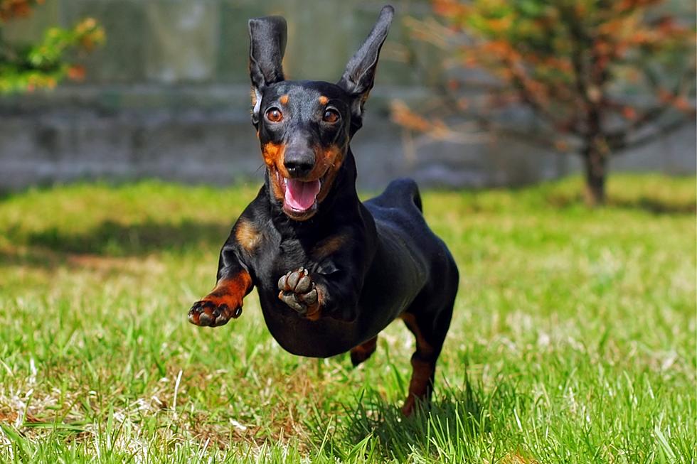 The Crazy Fun Dachshund Races Return to West Texas on June 15