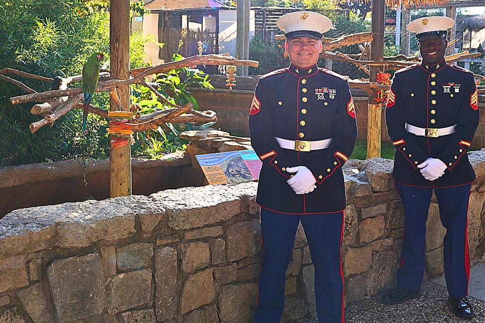 The Abilene Zoo Will Honor Our Military With "Zoolute" 2023