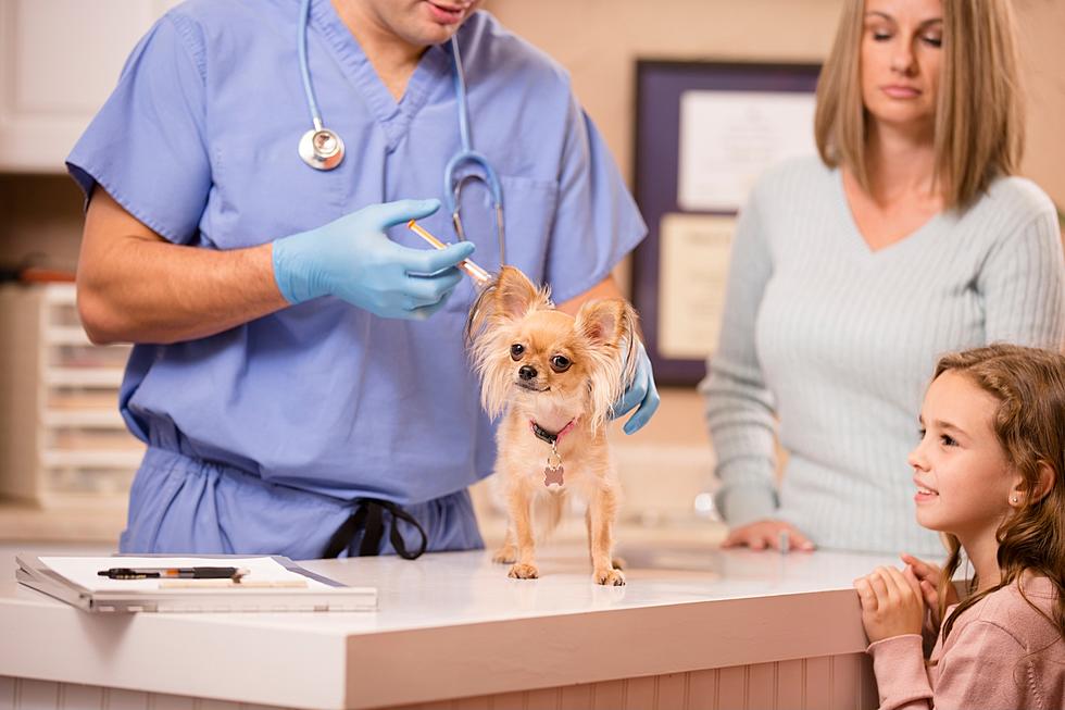 Do Not Miss Out on the FREE Pet Vaccination and Microchip Clinic
