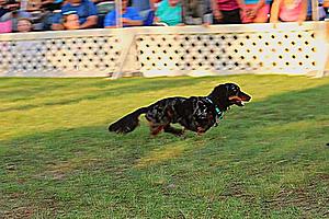 Pawsome Event: 2024 Dachshund Races & Rescued Dogs Reunion!