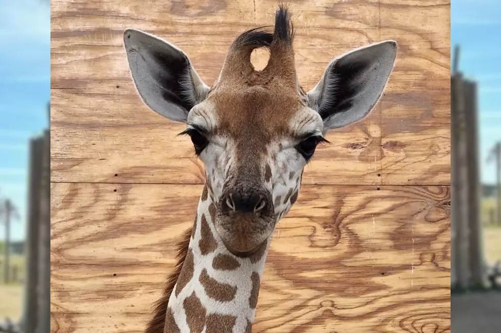 Abilene Zoo Mourns Loss of One of Its Favorite Animals