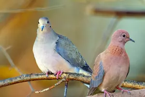 Texas in Crisis: Mourning Dove Deaths Spike! Find Out Why!