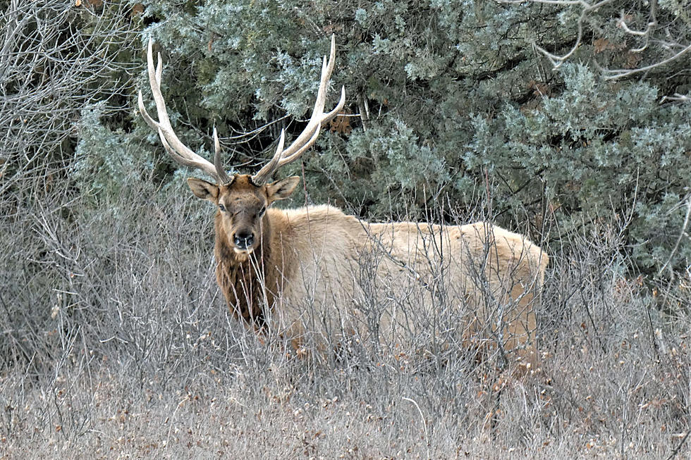 ND Hunting Applications For Big Game Now Available Online