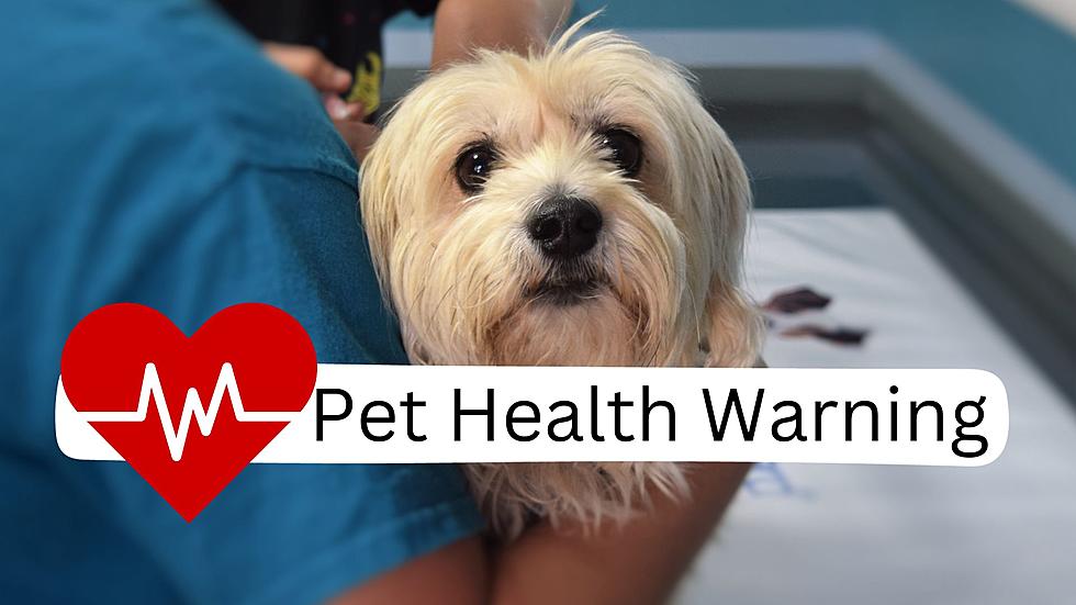 North Dakota Protect Your Pup From A New Mysterious Illness