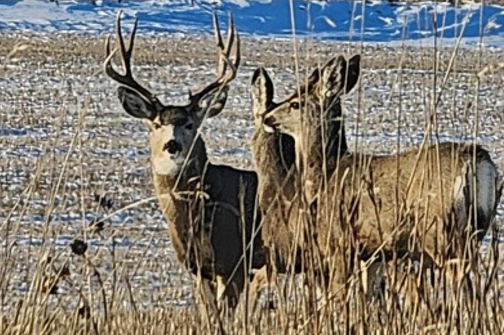 Winter Wonderland &#8211; Capturing the Beauty of North Dakota&#8217;s Wildlife Through the Lens